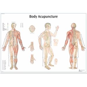 3B Scientific 4006730 Human Anatomy Body Acupuncture Chart, Paper Version 3B Scientific 4006730 Human Anatomy Body Acupuncture Chart, Paper Version