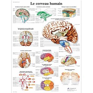 3B Scientific – Laminated Human Heart Chart – Anatomy & Physiology – UV & Dust-Protected Poster for Study, Teaching & Clinics 3B Scientific – Laminated Human Heart Chart – Anatomy & Physiology – UV & Dust-Protected Poster for Study, Teaching & Clinics