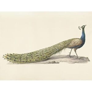 Artery8 Pieter Pietersz Barbiers Blue Peacock Still Life Large XL Wall Art Canvas Print Artery8 Pieter Pietersz Barbiers Blue Peacock Still Life Large XL Wall Art Canvas Print