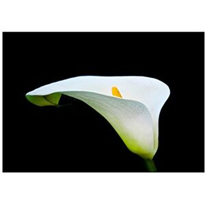 Wee Blue Coo Photo Macro Nature Plant Flower White Calla Lily Wall Art Print Wee Blue Coo Photo Macro Nature Plant Flower White Calla Lily Wall Art Print
