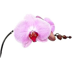 Wee Blue Coo Pretty Pink Moth Orchid Flower Wall Art Print Wee Blue Coo Pretty Pink Moth Orchid Flower Wall Art Print