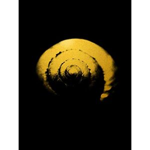 Artery8 Gold Effect Yellow Black Shell Snail Spiral Large Wall Art Poster Print Thick Paper 18X24 Inch Artery8 Gold Effect Yellow Black Shell Snail Spiral Large Wall Art Poster Print Thick Paper 18X24 Inch