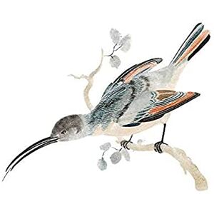 Fine Art Prints Bird Hummingbird Vintage Illustration Art Print Canvas Premium Wall Decor Poster Fine Art Prints Bird Hummingbird Vintage Illustration Art Print Canvas Premium Wall Decor Poster