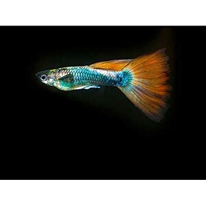 Artery8 Warby Guppy Fish Sea Ocean Photo Unframed Wall Art Print Poster Home Decor Premium Artery8 Warby Guppy Fish Sea Ocean Photo Unframed Wall Art Print Poster Home Decor Premium