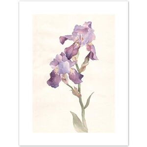 Wee Blue Coo Flower Violet Iris Watercolour Art Print Canvas Premium Wall Decor Poster Wee Blue Coo Flower Violet Iris Watercolour Art Print Canvas Premium Wall Decor Poster