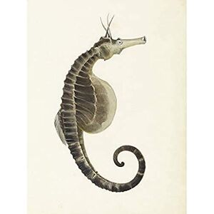 Artery8 Gould Sea Horse Book Fish Illustration Art Print Canvas Premium Wall Decor Poster Mural Artery8 Gould Sea Horse Book Fish Illustration Art Print Canvas Premium Wall Decor Poster Mural
