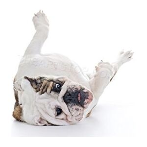 Wee Blue Coo Photo Composition Bulldog Dog Rolling Over Cool Wall Art Print Wee Blue Coo Photo Composition Bulldog Dog Rolling Over Cool Wall Art Print
