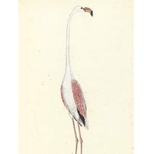 Artery8 Gordon Greater Flamingo Bird Nature Drawing Premium Wall Art Canvas Print 18X24 Inch Artery8 Gordon Greater Flamingo Bird Nature Drawing Premium Wall Art Canvas Print 18X24 Inch