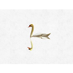 Wee Blue Coo Simple Swan Reflection Unframed Wall Art Print Poster Home Decor Premium Wee Blue Coo Simple Swan Reflection Unframed Wall Art Print Poster Home Decor Premium