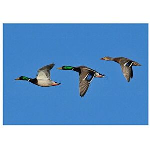 Wee Blue Coo Animal Photo Bird Mallard Duck Flight 12x16 Wall Art Print Wee Blue Coo Animal Photo Bird Mallard Duck Flight 12x16 Wall Art Print