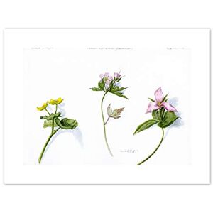 Fine Art Prints Marigold Geranium Trillium Art Print Canvas Premium Wall Decor Poster Fine Art Prints Marigold Geranium Trillium Art Print Canvas Premium Wall Decor Poster