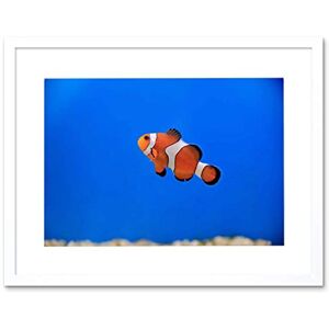 Wee Blue Coo Mp Photo Nature Animal Fish Clown Colour Tropical Picture Framed Wall Art Print Wee Blue Coo Mp Photo Nature Animal Fish Clown Colour Tropical Picture Framed Wall Art Print