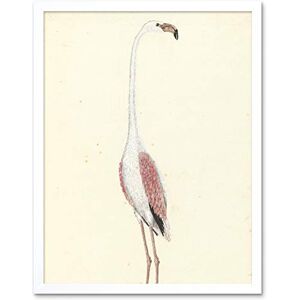 Artery8 Gordon Greater Flamingo Bird Nature Drawing Art Print Framed Poster Wall Decor 12x16 inch Artery8 Gordon Greater Flamingo Bird Nature Drawing Art Print Framed Poster Wall Decor 12x16 inch