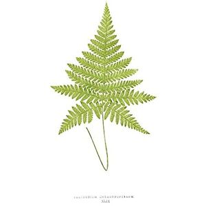Wee Blue Coo Fern Polypodium Hexagonopterum Art Print Canvas Premium Wall Decor Poster Wee Blue Coo Fern Polypodium Hexagonopterum Art Print Canvas Premium Wall Decor Poster