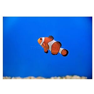 Wee Blue Coo Mp Photo Nature Animal Fish Clown Colour Tropical Picture Wall Art Print Wee Blue Coo Mp Photo Nature Animal Fish Clown Colour Tropical Picture Wall Art Print