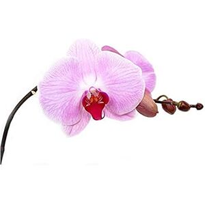 Fine Art Prints Pretty Pink Moth Orchid Flower Canvas Wall Art Print Fine Art Prints Pretty Pink Moth Orchid Flower Canvas Wall Art Print