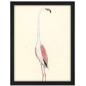Artery8 Gordon Greater Flamingo Bird Nature Drawing Artwork Framed Wall Art Print 18X24 Inch Artery8 Gordon Greater Flamingo Bird Nature Drawing Artwork Framed Wall Art Print 18X24 Inch