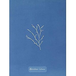 Artery8 Atkins British Algae Photo Goat Sporochnus Unframed Wall Art Print Poster Home Decor Premium Artery8 Atkins British Algae Photo Goat Sporochnus Unframed Wall Art Print Poster Home Decor Premium