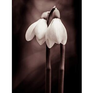 Fine Art Prints Two Snowdrops Photograph Large Wall Art Print Canvas Premium Poster Fine Art Prints Two Snowdrops Photograph Large Wall Art Print Canvas Premium Poster