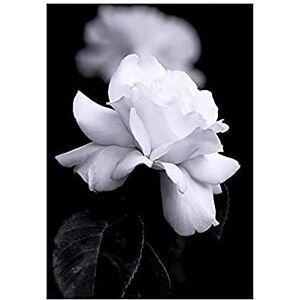 Wee Blue Coo Photo Nature Black White Rose Petal Flower Wall Art Print Wee Blue Coo Photo Nature Black White Rose Petal Flower Wall Art Print