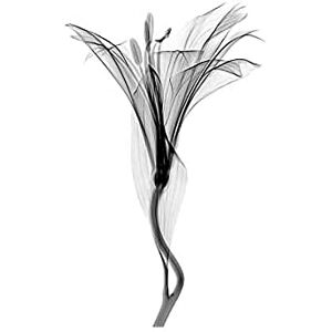 Artery8 Schwartz NJIT Flower Greyscale X-Ray Transparent Photo Unframed Wall Art Print Poster Home Decor Premium Artery8 Schwartz NJIT Flower Greyscale X-Ray Transparent Photo Unframed Wall Art Print Poster Home Decor Premium
