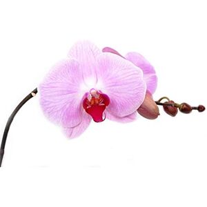 Wee Blue Coo Pretty Pink Moth Orchid Flower Art Print Poster Wall Decor 12X16 Inch Wee Blue Coo Pretty Pink Moth Orchid Flower Art Print Poster Wall Decor 12X16 Inch