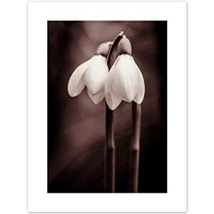 Fine Art Prints Two Snowdrops Photograph Art Print Canvas Premium Wall Decor Poster Fine Art Prints Two Snowdrops Photograph Art Print Canvas Premium Wall Decor Poster
