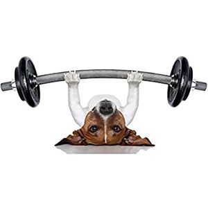 Wee Blue Coo Jack Russell Dog Personal Trainer Weight Lifter Wall Art Print Wee Blue Coo Jack Russell Dog Personal Trainer Weight Lifter Wall Art Print