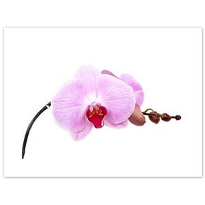 Fine Art Prints Pretty Pink Moth Orchid Flower Canvas Wall Art Print Fine Art Prints Pretty Pink Moth Orchid Flower Canvas Wall Art Print