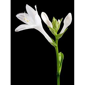 Artery8 DeSousa Hosta Plantaginea Plantain Lily Flower Photo Unframed Wall Art Print Poster Home Decor Premium Artery8 DeSousa Hosta Plantaginea Plantain Lily Flower Photo Unframed Wall Art Print Poster Home Decor Premium