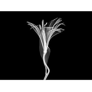 Artery8 Schwartz NJIT Greyscale Flower X-Ray Transparent Photo Unframed Wall Art Print Poster Home Decor Premium Artery8 Schwartz NJIT Greyscale Flower X-Ray Transparent Photo Unframed Wall Art Print Poster Home Decor Premium