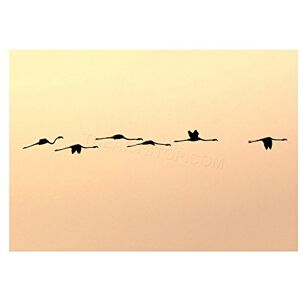 Wee Blue Coo Photo Flamingo Flying Sunset Formation Wall Art Print Wee Blue Coo Photo Flamingo Flying Sunset Formation Wall Art Print