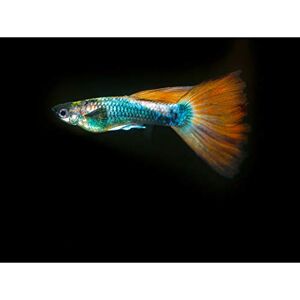 Artery8 Warby Guppy Fish Sea Ocean Photo Premium Wall Art Canvas Print 18X24 Inch Artery8 Warby Guppy Fish Sea Ocean Photo Premium Wall Art Canvas Print 18X24 Inch