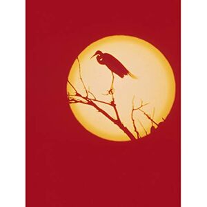 Fine Art Prints Crane Silluette Against Moon Large Wall Art Print Canvas Premium Poster Fine Art Prints Crane Silluette Against Moon Large Wall Art Print Canvas Premium Poster