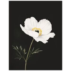 Artery8 Single White Poppy Anemone Flower Black Floral Living Room Large Wall Art Poster Print Thick Paper 18X24 Inch Artery8 Single White Poppy Anemone Flower Black Floral Living Room Large Wall Art Poster Print Thick Paper 18X24 Inch