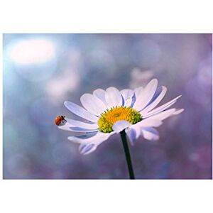 Wee Blue Coo Nature Ladybug Daisy Flower Close Up Bokeh Wall Art Print Wee Blue Coo Nature Ladybug Daisy Flower Close Up Bokeh Wall Art Print