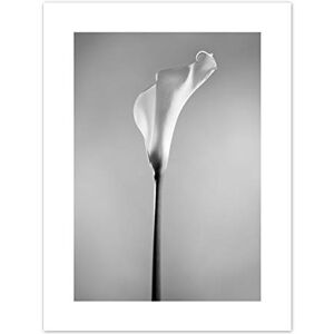 Wee Blue Coo Flower Black And White Calla Lily Art Print Canvas Premium Wall Decor Poster Wee Blue Coo Flower Black And White Calla Lily Art Print Canvas Premium Wall Decor Poster
