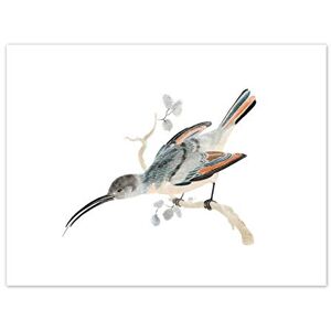Fine Art Prints Bird Hummingbird Vintage Illustration Art Print Canvas Premium Wall Decor Poster Fine Art Prints Bird Hummingbird Vintage Illustration Art Print Canvas Premium Wall Decor Poster