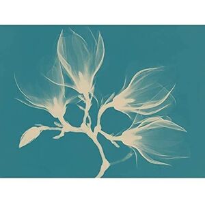 Fine Art Prints Magnolia Branch Xray Blue Art Print Canvas Premium Wall Decor Poster Fine Art Prints Magnolia Branch Xray Blue Art Print Canvas Premium Wall Decor Poster