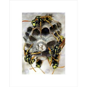 Wee Blue Coo WASP NEST INSECT HIVE BLACK FRAME FRAMED ART PRINT PICTURE MOUNT B12X8958 Wee Blue Coo WASP NEST INSECT HIVE BLACK FRAME FRAMED ART PRINT PICTURE MOUNT B12X8958