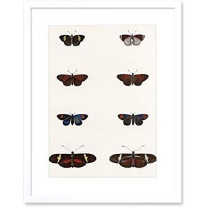 Wee Blue Coo Nature Study Humboldt Butterflies Dark Artwork Framed Wall Art Print 12X16 Inch Wee Blue Coo Nature Study Humboldt Butterflies Dark Artwork Framed Wall Art Print 12X16 Inch