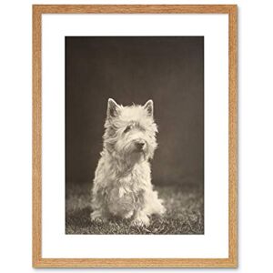 Wee Blue Coo Photo Black White 1930s Westie Dog Animal Framed Wall Art Print Wee Blue Coo Photo Black White 1930s Westie Dog Animal Framed Wall Art Print