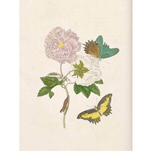 Artery8 Merian Metamorphosis Flowers Butterfly Nature Painting Unframed Wall Art Print Poster Home Decor Premium Artery8 Merian Metamorphosis Flowers Butterfly Nature Painting Unframed Wall Art Print Poster Home Decor Premium