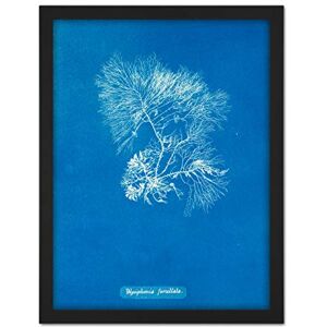 Artery8 Atkins British Algae Photo Forked Polysiphonia Artwork Framed Wall Art Print 18X24 Inch Artery8 Atkins British Algae Photo Forked Polysiphonia Artwork Framed Wall Art Print 18X24 Inch