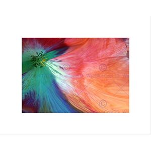 Wee Blue Coo Photo Composition Colour Tint Poppy Petal Stamen Flower Wall Art Print Wee Blue Coo Photo Composition Colour Tint Poppy Petal Stamen Flower Wall Art Print