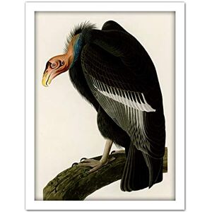 Artery8 Audubon Birds America Californian Vulture Artwork Framed Wall Art Print 18X24 Inch Artery8 Audubon Birds America Californian Vulture Artwork Framed Wall Art Print 18X24 Inch