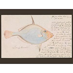 Fine Art Prints Ludwig Becker Silver Dory Fish Illustration Art Print Canvas Premium Wall Decor Poster Mural Fine Art Prints Ludwig Becker Silver Dory Fish Illustration Art Print Canvas Premium Wall Decor Poster Mural