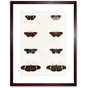 Wee Blue Coo Nature Study Humboldt Butterflies Dark Artwork Framed Wall Art Print 12X16 Inch Wee Blue Coo Nature Study Humboldt Butterflies Dark Artwork Framed Wall Art Print 12X16 Inch