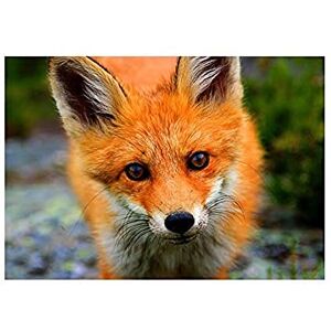 Wee Blue Coo Baby Fox Portrait Woodland Animal Wildlife Wall Art Print Wee Blue Coo Baby Fox Portrait Woodland Animal Wildlife Wall Art Print