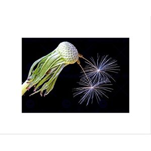 Wee Blue Coo Dandelion Bloom Fireworks Flower Art Picture Wall Art Print Wee Blue Coo Dandelion Bloom Fireworks Flower Art Picture Wall Art Print